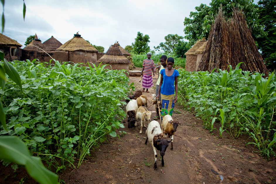 des agriculteurs dans un champ au Ghana