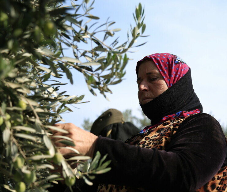 Najwa dans l'exploitation d'olives où elle travaille