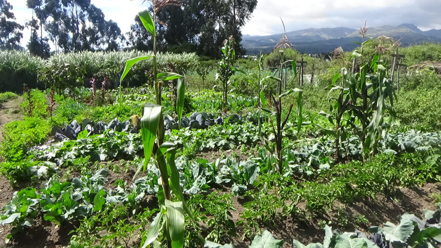 L'ONG CARE lutte contre le changement climatique en soutenant des agricultrices