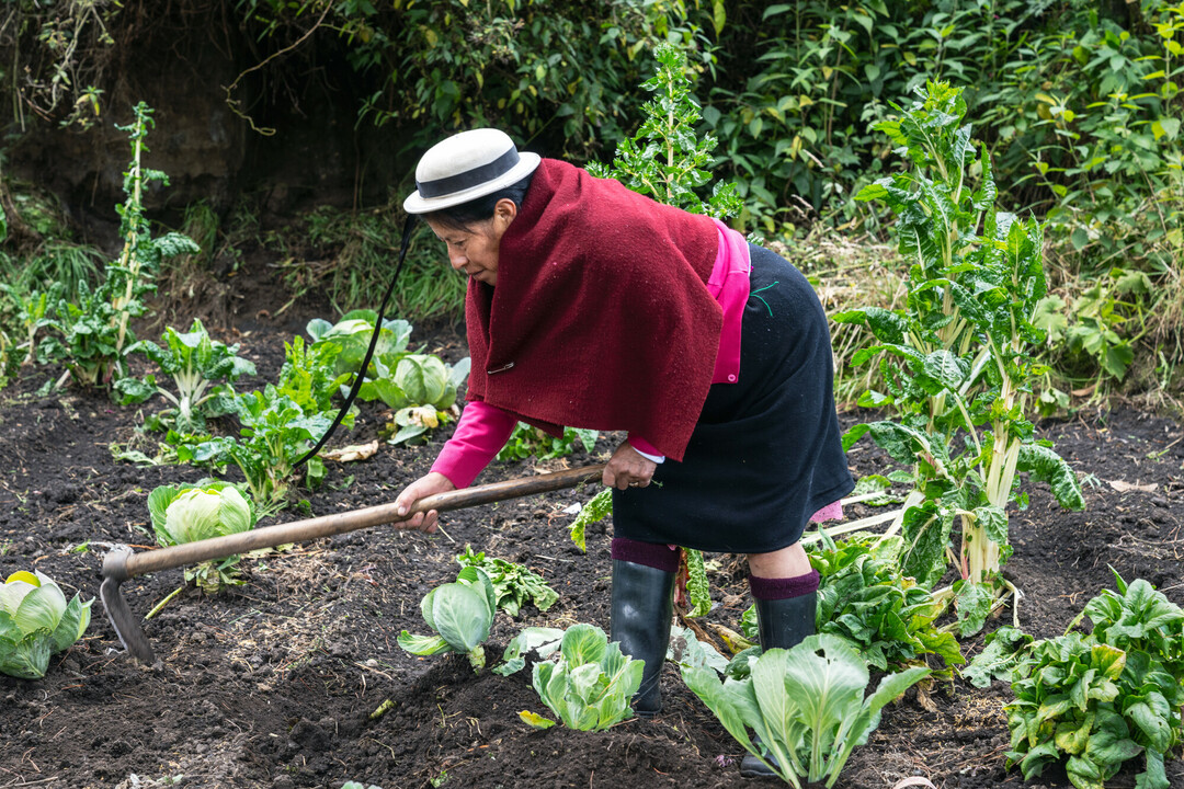 L'ONG CARE lutte contre le changement climatique en soutenant des agricultrices