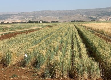 L'ONG CARE soutient le développement du secteur agricole au Liban.