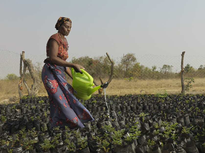 Un agricultrice arrose ses cultures en Zambie