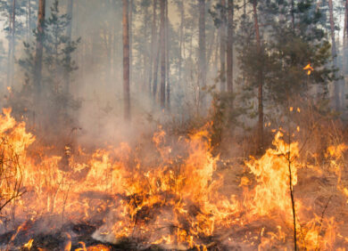 Une forêt en feu, victimes du changement climatique