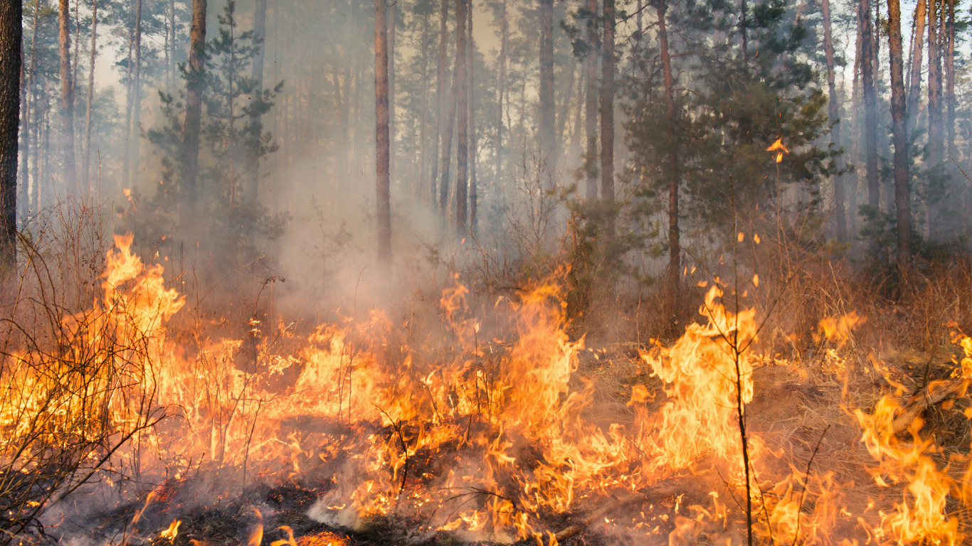 Une forêt en feu, victimes du changement climatique