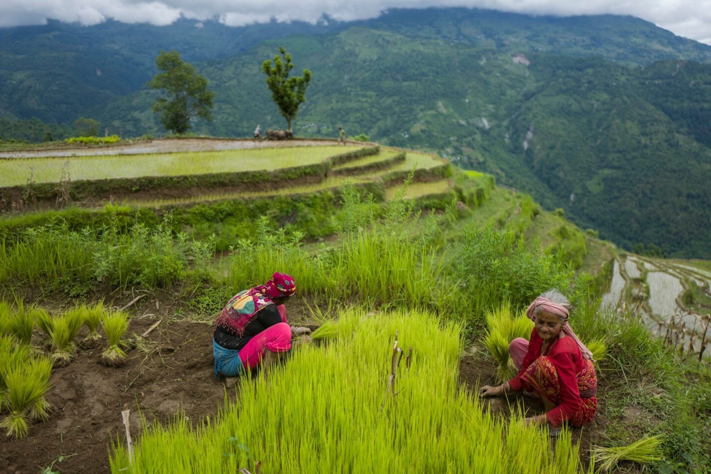 Des agricultrices dans une rizière au Népal