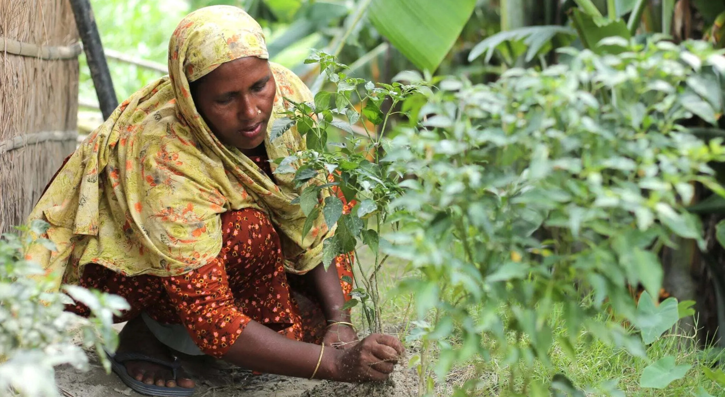 Une femme agricultrice plante un plant au Bangladesh