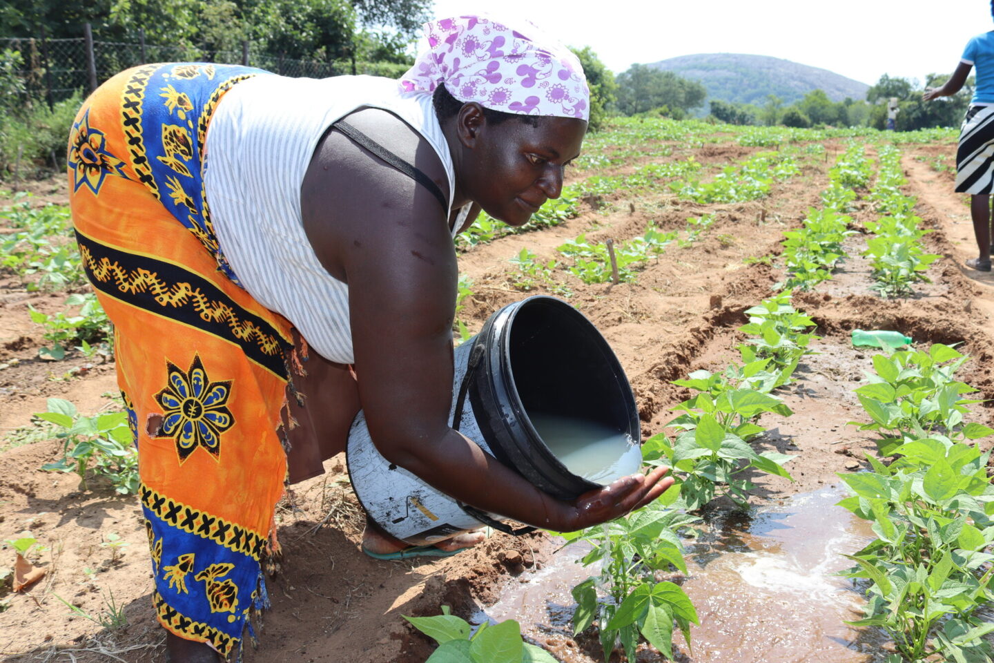 Une agricultrice arrose son champ en Afrique