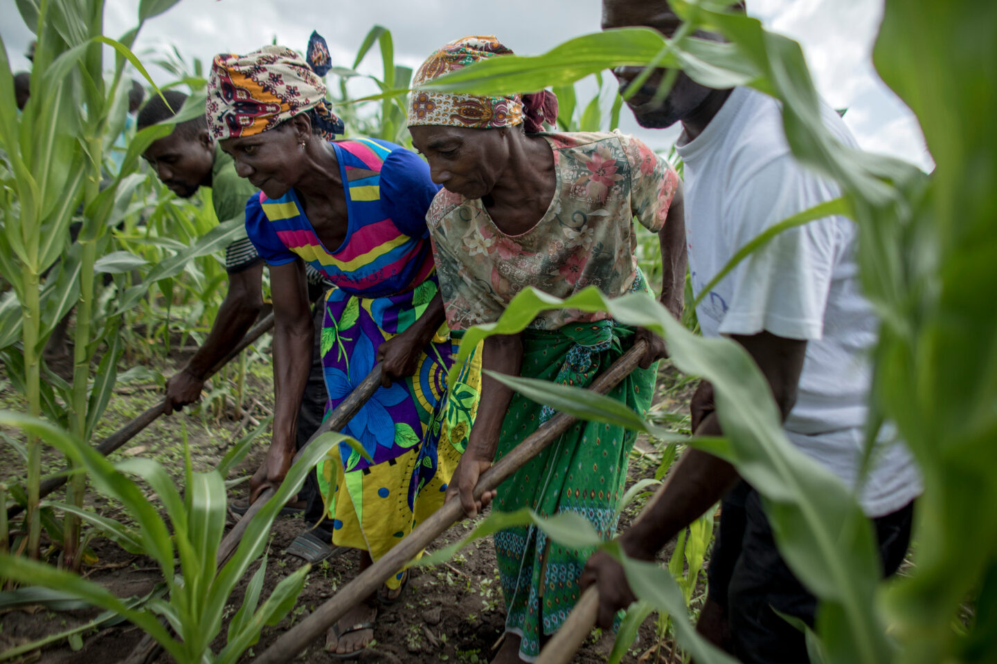 agriculture-changement-climatique-cop29