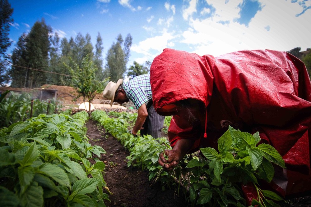 CARE, association caritative, aide les agriculteurs contre le changement climatique