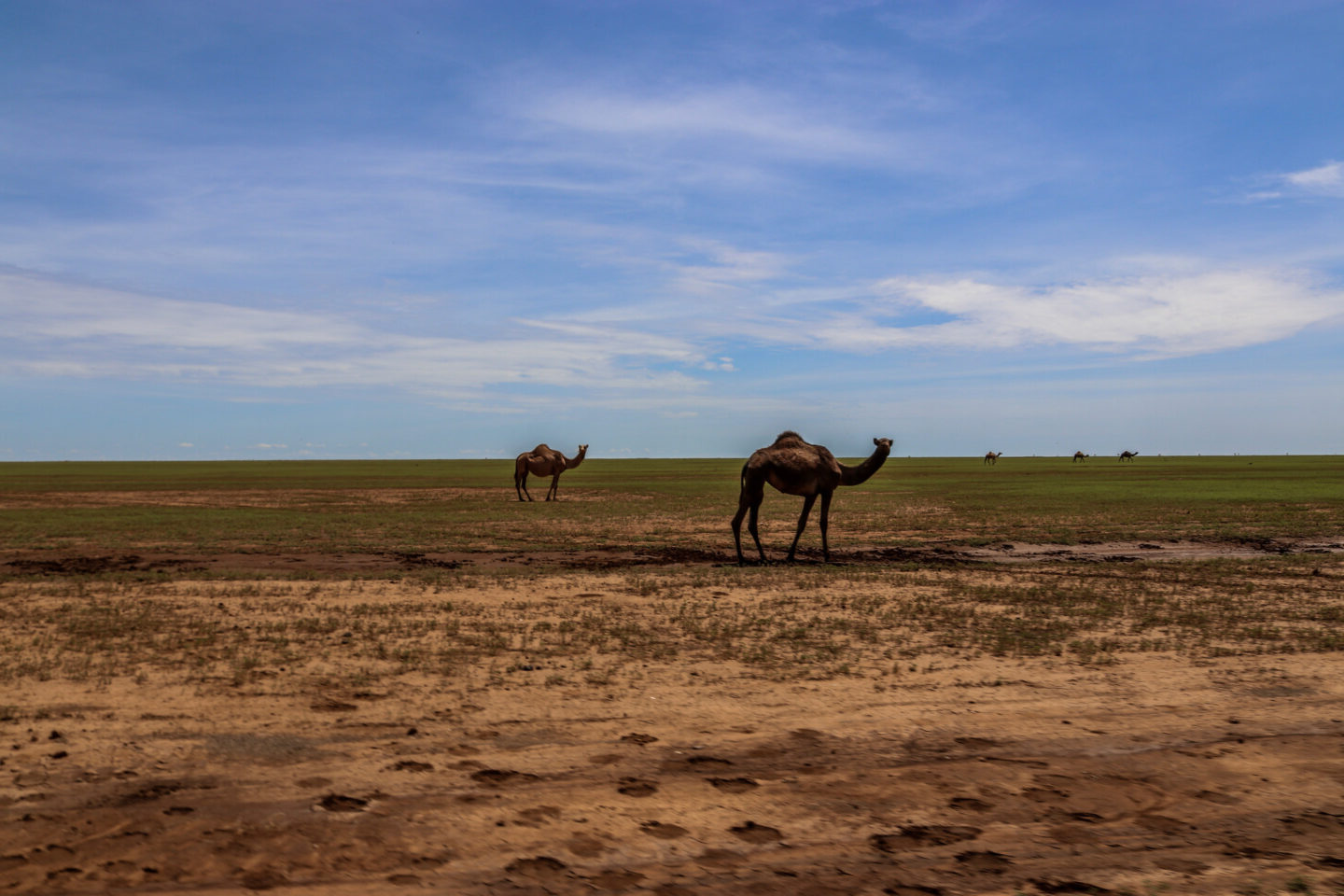 Des chameaux dans un champ au Soudan