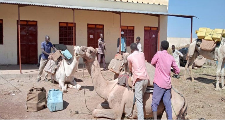 Un troupeau de chameau dans un village