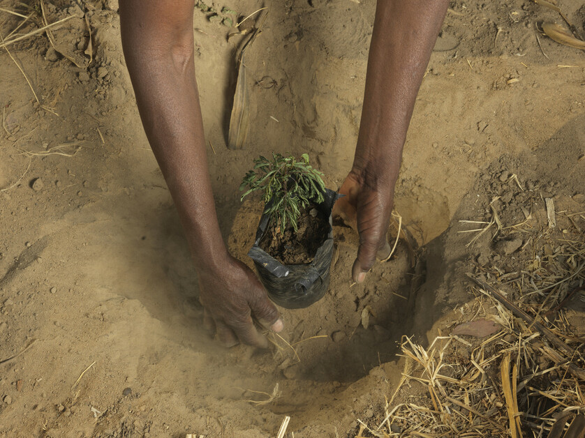 Une femme plante un arbre en Zambie